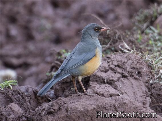 Abyssinian Thrush (Turdus abyssinicus)