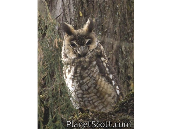 Abyssinian Owl (Asio abyssinicus)