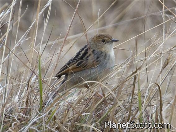 Ethiopian Cisticola (Cisticola lugubris)