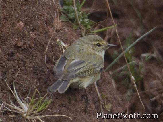 Common Chiffchaff (Phylloscopus collybita)