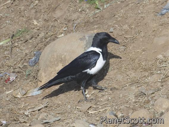 Pied Crow (Corvus albus)