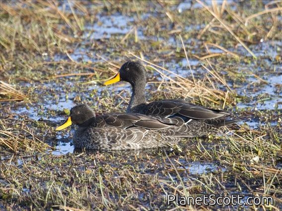 Yellow-billed Duck (Anas undulata)