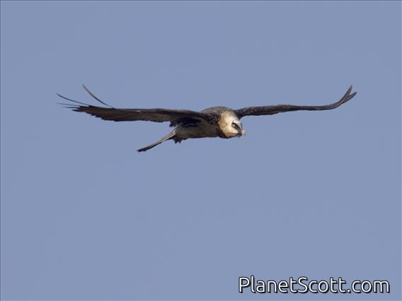 Bearded Vulture (Gypaetus barbatus)