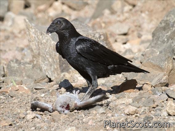 Fan-tailed Raven (Corvus rhipidurus) Eats Spectacled Pigeon