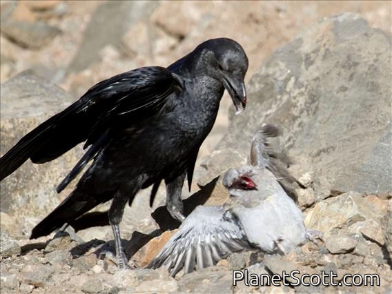 Fan-tailed Raven (Corvus rhipidurus)