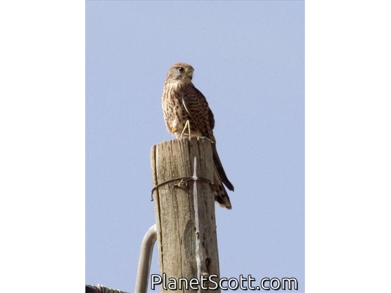 Eurasian Kestrel (Falco tinnunculus)