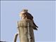 Lesser Kestrel (Falco naumanni) - Female