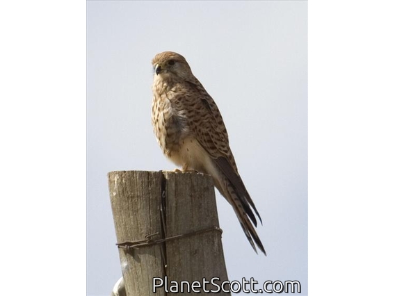 Common Kestrel (Falco tinnunculus) - Female