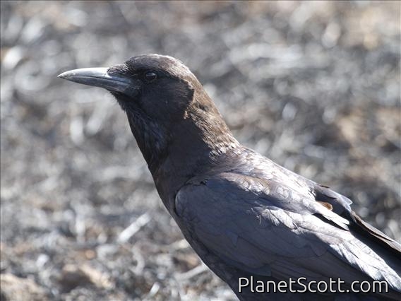 Cape Crow (Corvus capensis)