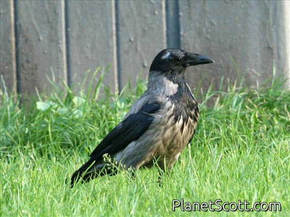 Hooded Crow (Corvus cornix)