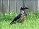 Hooded Crow (Corvus cornix)