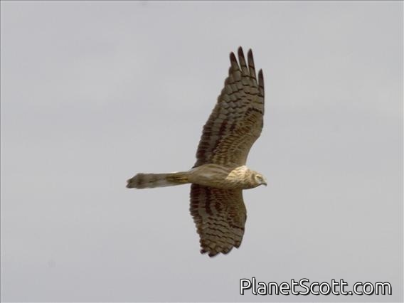 Montagu's Harrier (Circus pygargus)