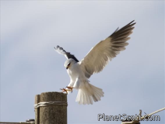 Black-shouldered Kite (Elanus caeruleus)