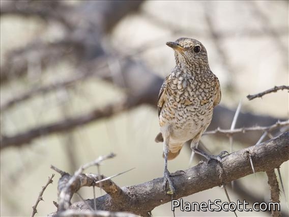 Rufous-tailed Rock-Thrush (Monticola saxatilis) - Female