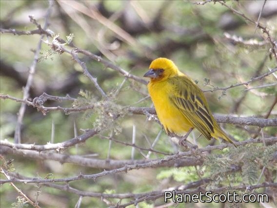 Rueppell's Weaver (Ploceus galbula)