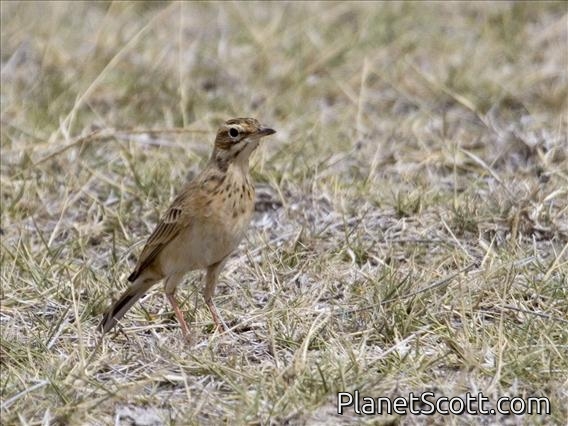 African Pipit (Anthus cinnamomeus)