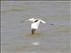 Pied Avocet (Recurvirostra avosetta)
