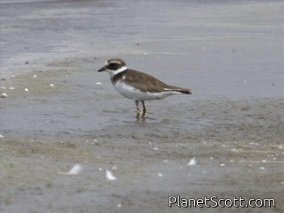 Common Ringed Plover (Charadrius hiaticula)