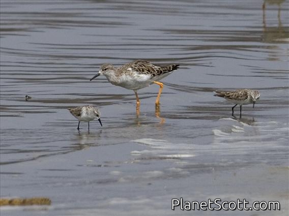 Ruff (Calidris pugnax) - And Little Stints