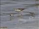 Ruff (Calidris pugnax) - And Little Stints