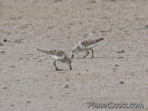 Little Stint (Calidris minuta)