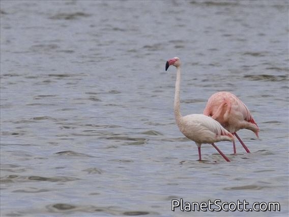 Greater Flamingo (Phoenicopterus ruber) - Non-breeding