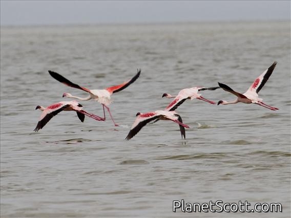 Lesser Flamingo (Phoeniconaias minor) - and one Greater Flamingo