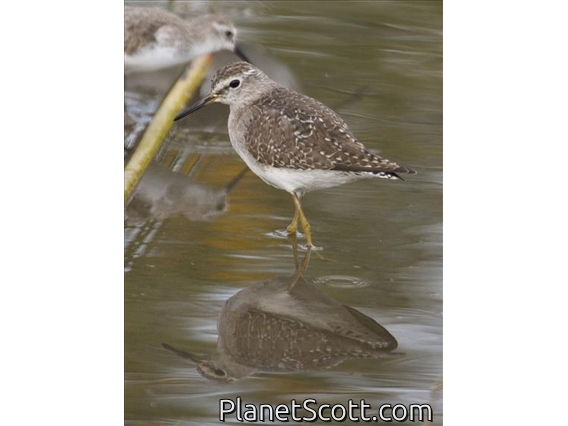 Wood Sandpiper (Tringa glareola)