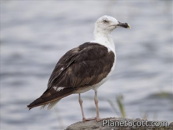 Lesser Black-backed Gull (Larus fuscus) - 3rd Winter