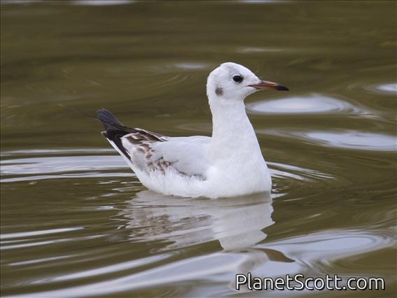Black-headed Gull (Larus ridibundus)