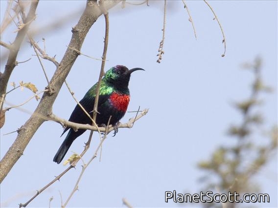 Shining Sunbird (Nectarinia habessinica)