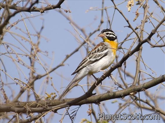 Somali Golden-breasted Bunting (Emberiza poliopleura)
