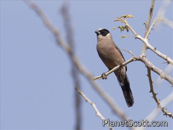 Red-rumped Waxbill (Estrilda charmosyna)