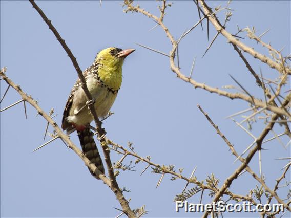 Yellow-breasted Barbet (Trachyphonus margaritatus)