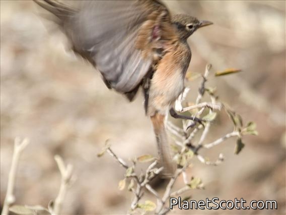 Yellow-spotted Bush Sparrow(Gymnoris pyrgita)