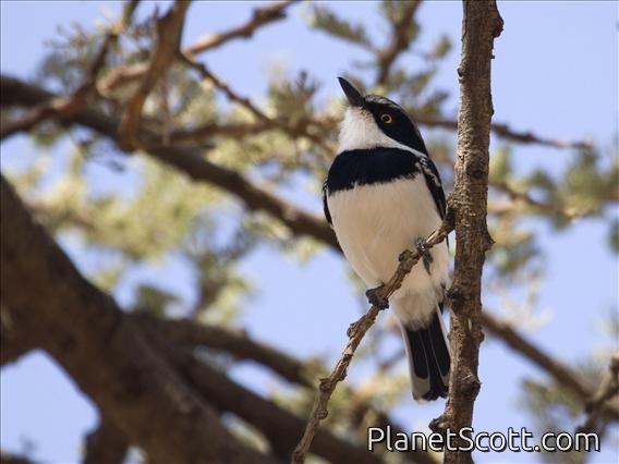 Grey-headed Batis (Batis orientalis) - Male