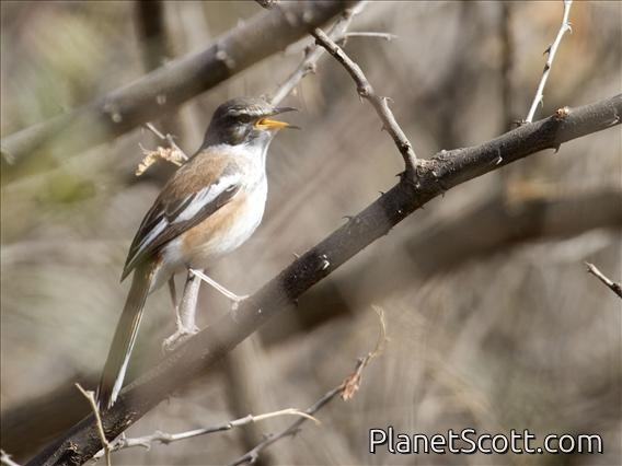 Red-backed Scrub-Robin (Cercotrichas leucophrys)
