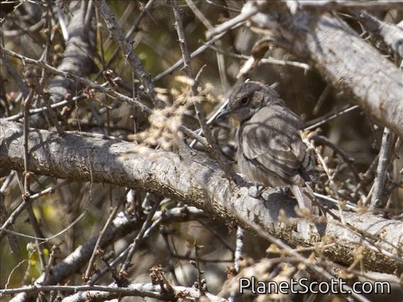 Sombre Rock Chat (Oenanthe dubia)