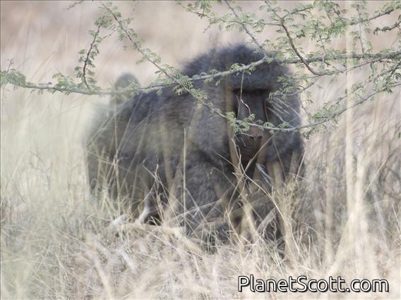 Olive Baboon (Papio anubis)
