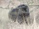 Olive Baboon (Papio anubis)