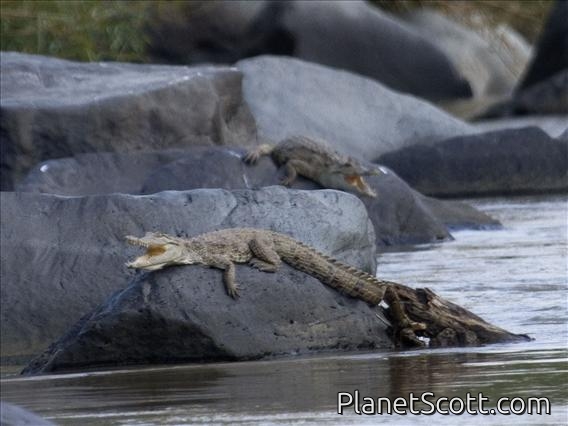 Nile Crocodile (Crocodylus niloticus)