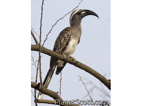 African Grey Hornbill (Lophoceros nasutus) - Female
