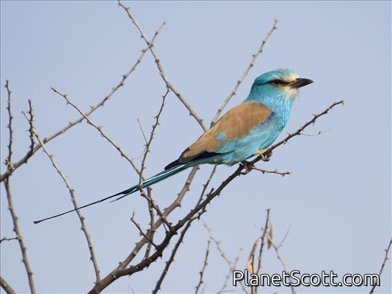 Abyssinian Roller (Coracias abyssinica)