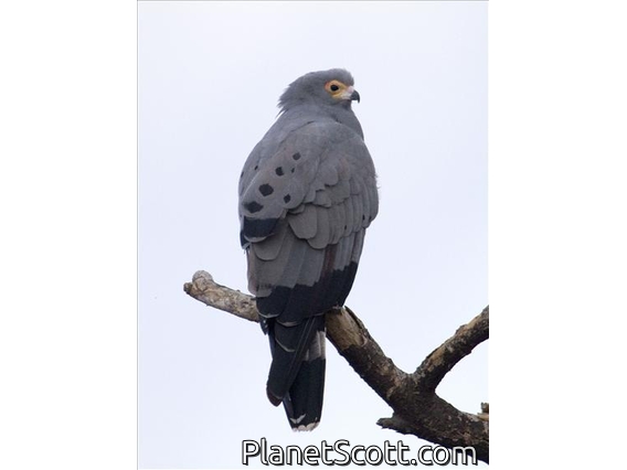 African Harrier-Hawk (Polyboroides typus)