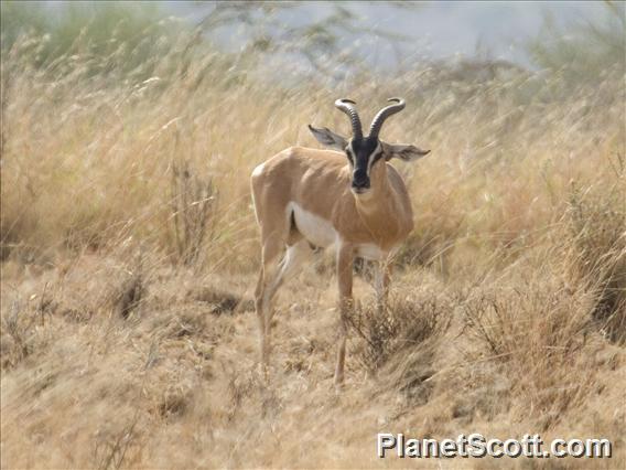 Soemmerring's gazelle (Gazella soemmerringii)