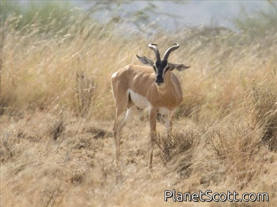 Soemmerring's gazelle (Gazella soemmerringii)