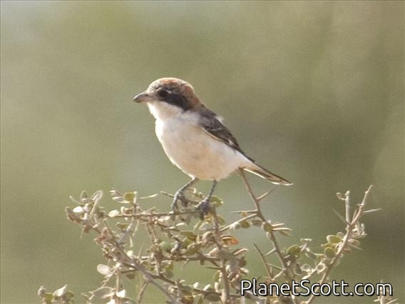 Woodchat Shrike (Lanius senator)