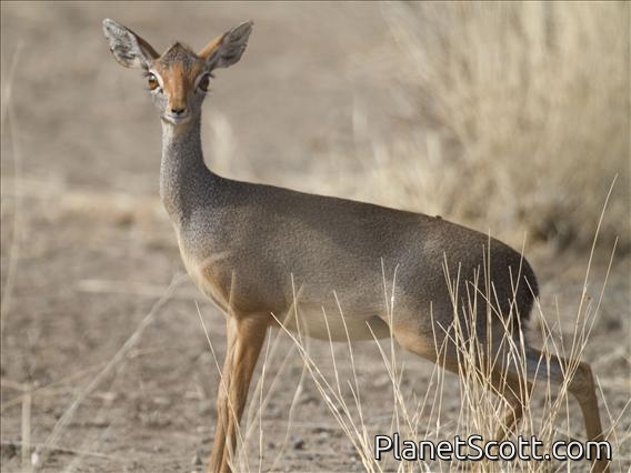 Salt's dik-dik (Madoqua saltiana) - Female