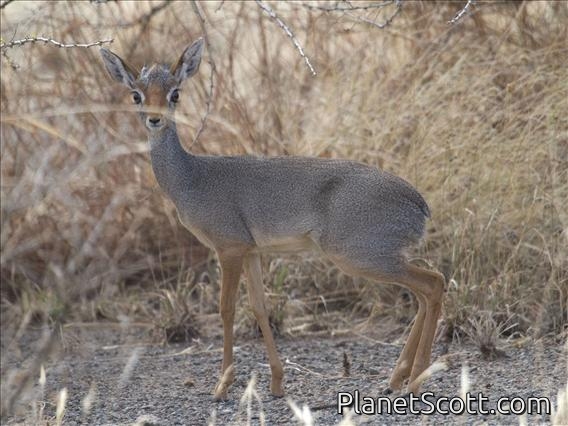 Salt's dik-dik (Madoqua saltiana) - Male