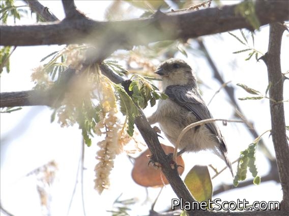 Mouse-colored Penduline-Tit (Anthoscopus musculus)